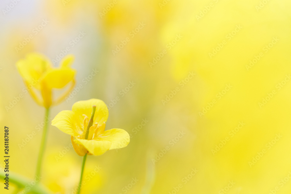 Fototapeta premium アブラナ 花びら 一輪 アップ