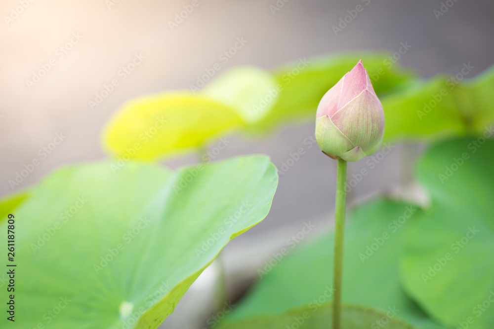 Lotus bud and lotus leaves