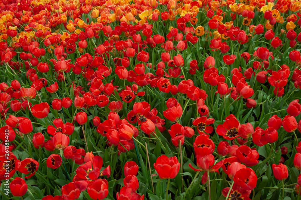 Red and orange tulips bloom in the garden.