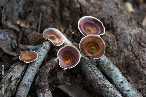 A Woody Fungi from the forest.