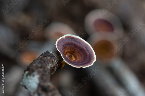 A Woody Fungi from the forest.