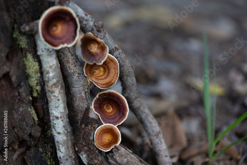 A Woody Fungi from the forest.