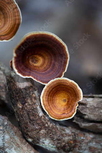 A Woody Fungi from the forest.