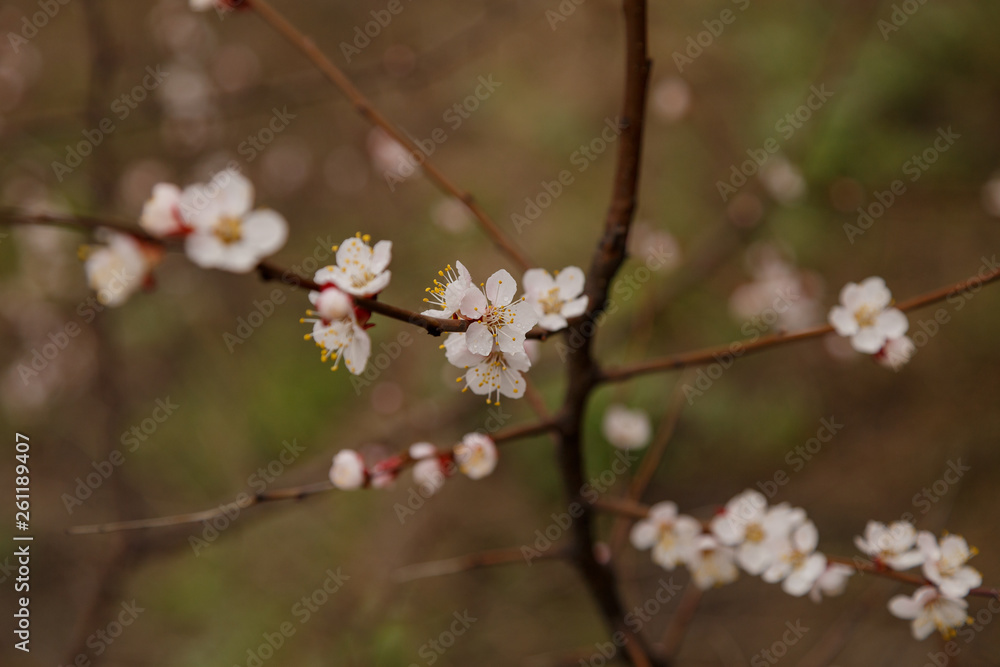 Beautiful flower apricot. Flowering apricot in spring. Beautiful flower apricot. Flowering apricot in spring.