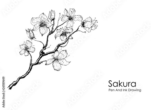 branch of sakura tree