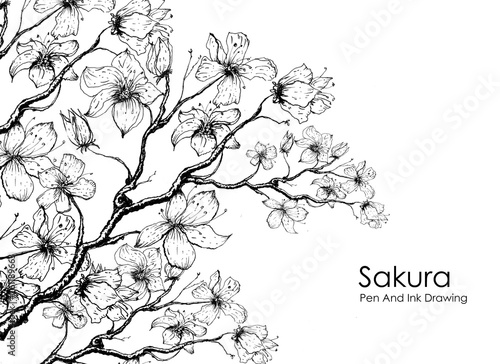 Fototapeta Naklejka Na Ścianę i Meble -  branch of sakura tree