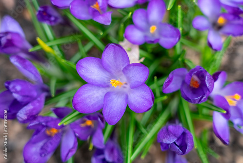 early spring  single Crocus close-up.