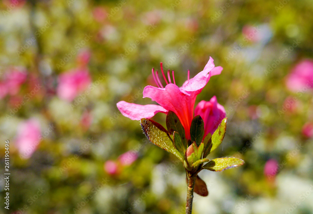Obraz premium Flowers in the garden