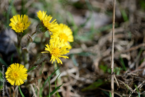 Coltsfoot flowers (Tussilago Farfara) in spring forest on a sunny day