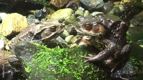 ニホンヒキガエル / Japanese Common Toad, Bufo Japonicus, 4K photo