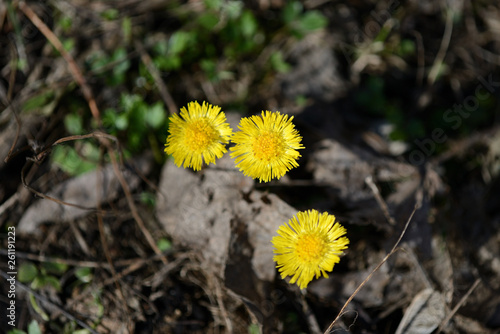Wallpaper Mural Coltsfoot flowers (Tussilago Farfara) in spring forest on a sunny day Torontodigital.ca