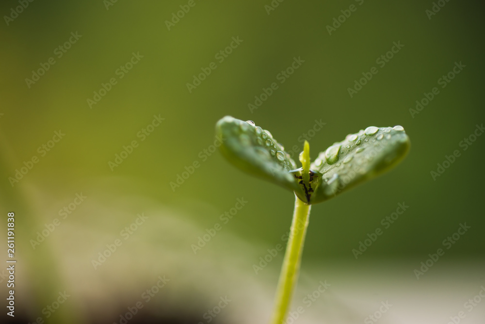 Green plants in nature. Green plants in nature.