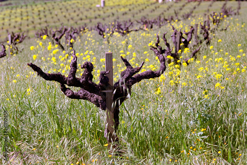 Zinfandel plant and flowers in the field in Spring
