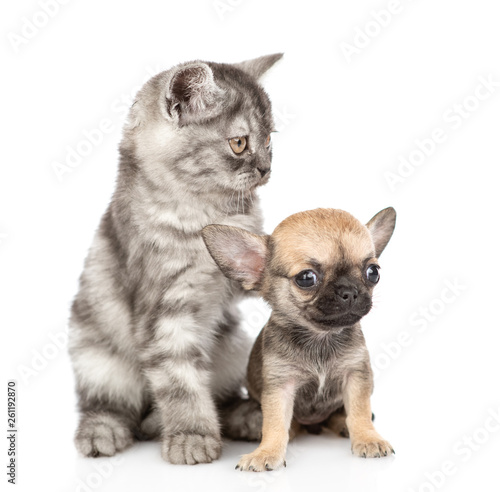 Cat touching chihuahua puppy. Isolated on white background