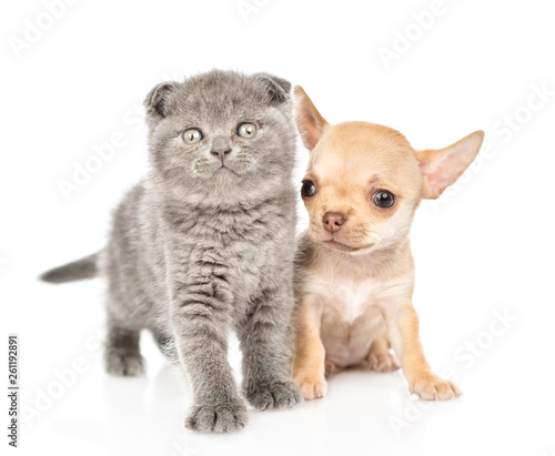 Baby kitten and chihuahua puppy  together in front view. Isolated on white background