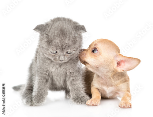 Tiny chihuahua puppy sniffing sad kitten. Isolated on white background