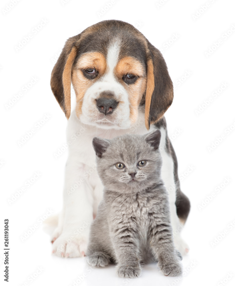 Beagle puppy and baby kitten sitting together. isolated on white background