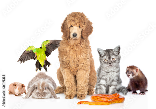 Fototapeta Naklejka Na Ścianę i Meble -  Large group of pets together in front view. Isolated on white background