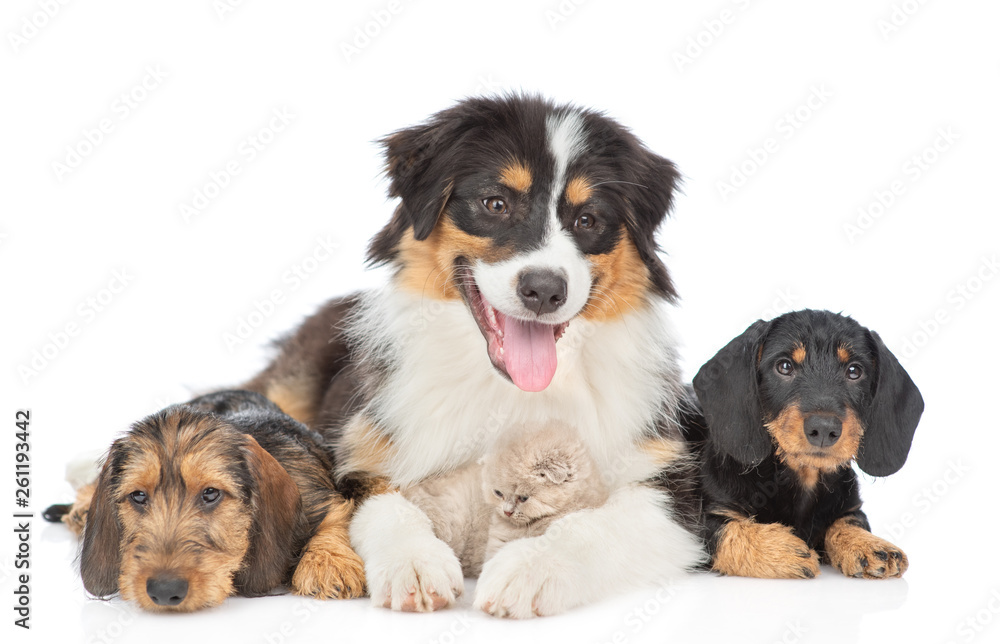 Puppies with kitten sitting together. Isolated on white background