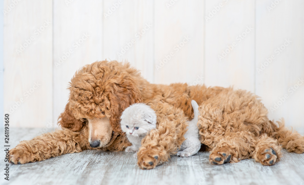 Poodle puppy hugging baby kitten lying together on the floor at home