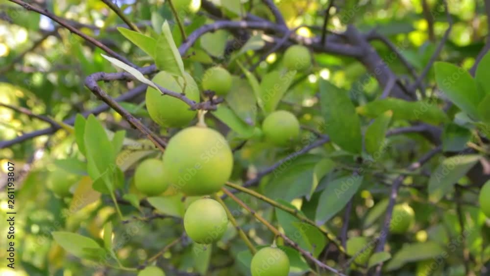 Green lemons haging from a tree o a bright day. Green lemons haging from a tree o a bright day.