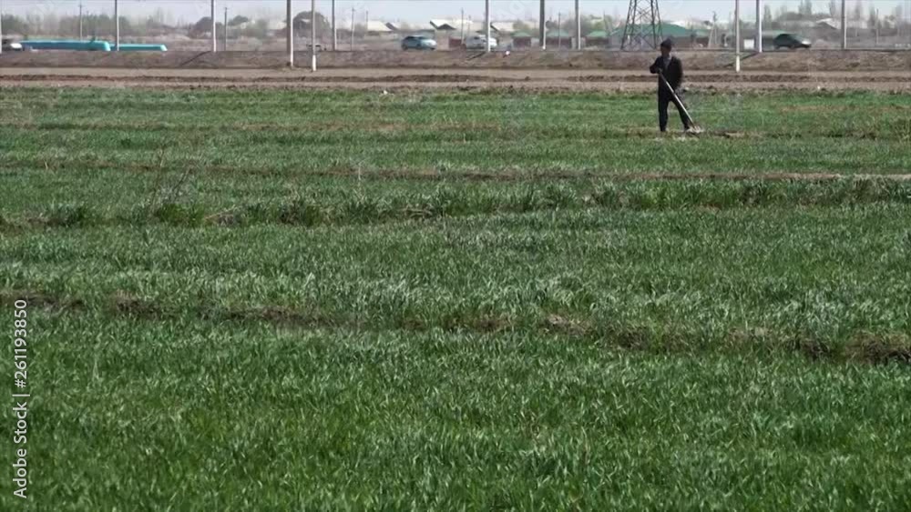 A wide, still shot of a worker in Uzbekistan tending to a green field with shovel, while cars rush past in the background A wide, still shot of a worker in Uzbekistan tending to a green field with shovel, while cars rush past in the background