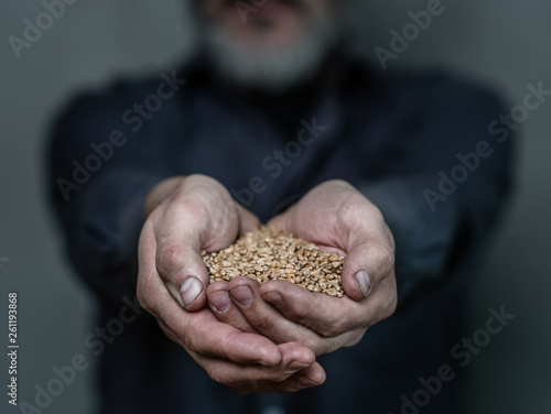 Dirty hands holding wheat handful