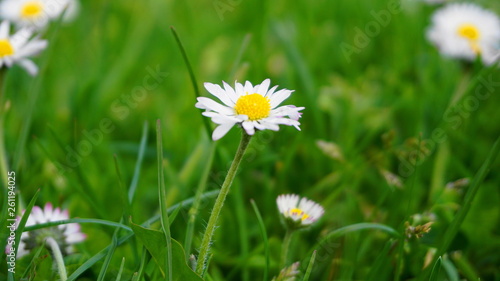 White Chamomile flower on green background close up.