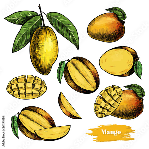 Vector mango hand drawn sketch . Sketch vector  food illustration. Vintage style