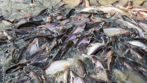 Crowd of freshwater fish scramble food in river