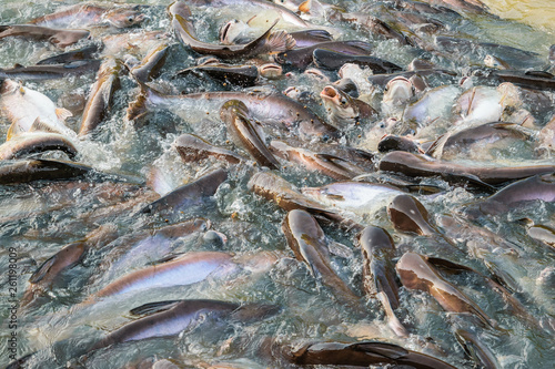 Water Splashing,Fish in the river