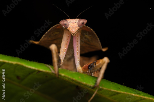 Beautiful close-up of wildlife Dead leaf mantis on green leaves - Deroplatys truncata (selective focus) photo