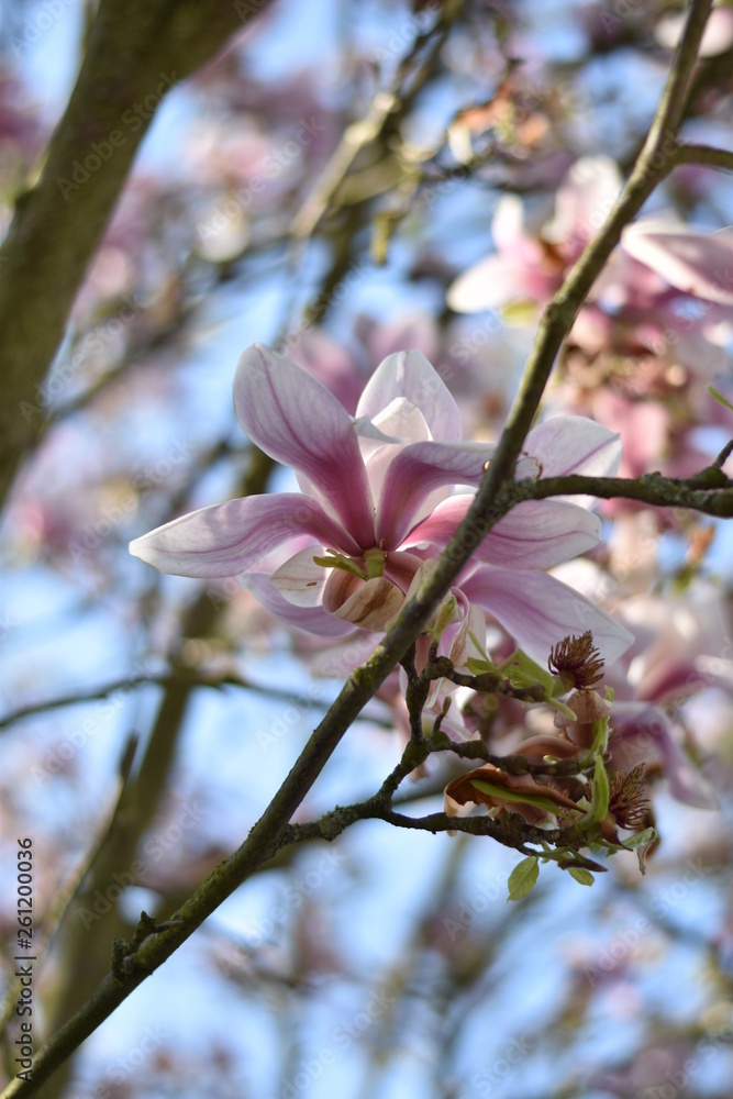 Magnolienblüten (Magnolia) Magnolienblüten (Magnolia)