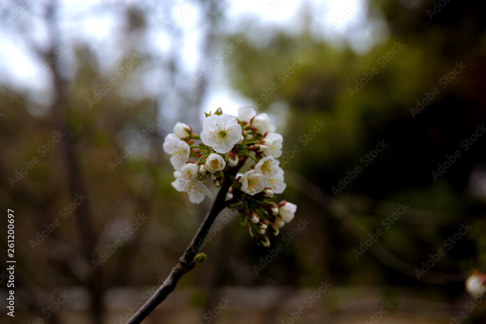 Obraz premium Cherry tree blossom