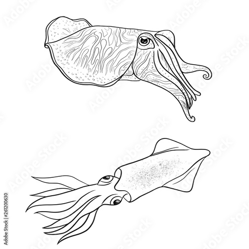 Cuttlefish squid vector illustration