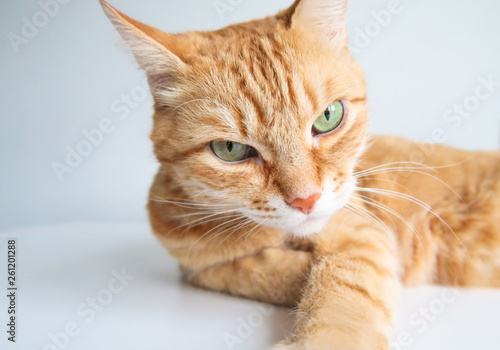 Ginger cat lying and looking seriously. Cute cat with green eyes