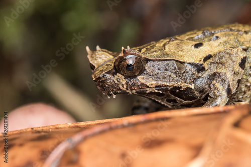 Macro image of a huge horned frog from Borneo - Megophrys kobayashii 