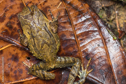 Macro image of a huge horned frog from Borneo - Megophrys kobayashii  photo