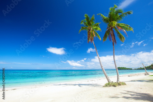 Fototapeta Naklejka Na Ścianę i Meble -  beach and coconut plm tree