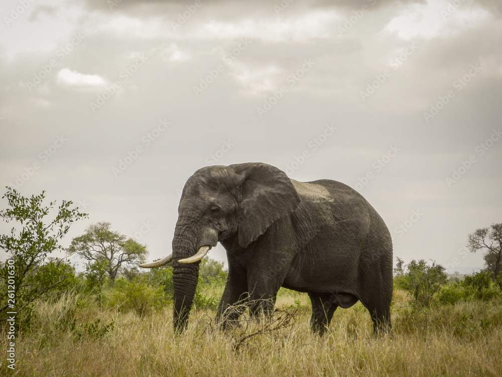 African Elephant after Summer Storm