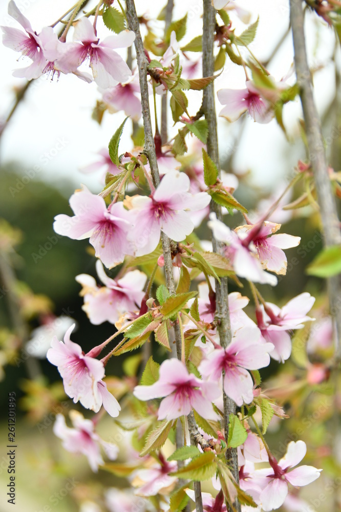 Fototapeta premium しだれ桜
