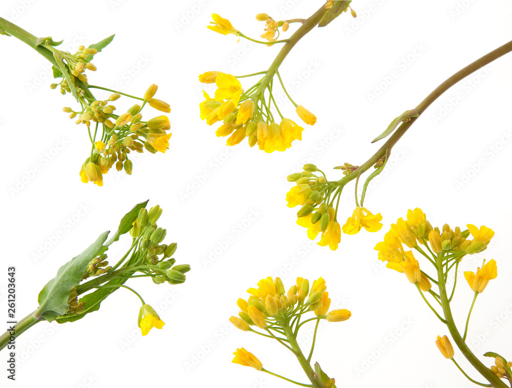 Fototapeta premium なばな