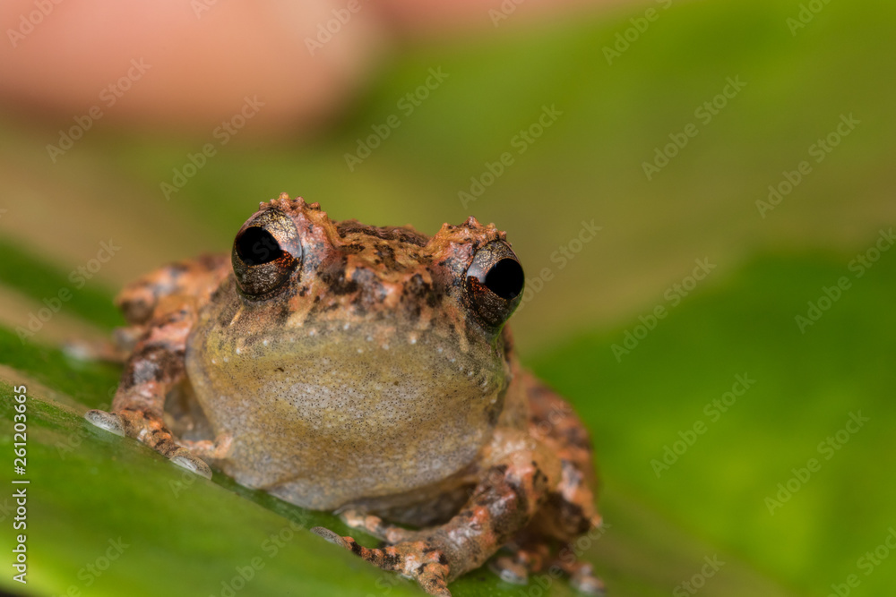 Macro image frog on green leaf in Sabah, Borneo - Philautus Amoenus (Kamboranga Bush frog) Macro image frog on green leaf in Sabah, Borneo - Philautus Amoenus (Kamboranga Bush frog)