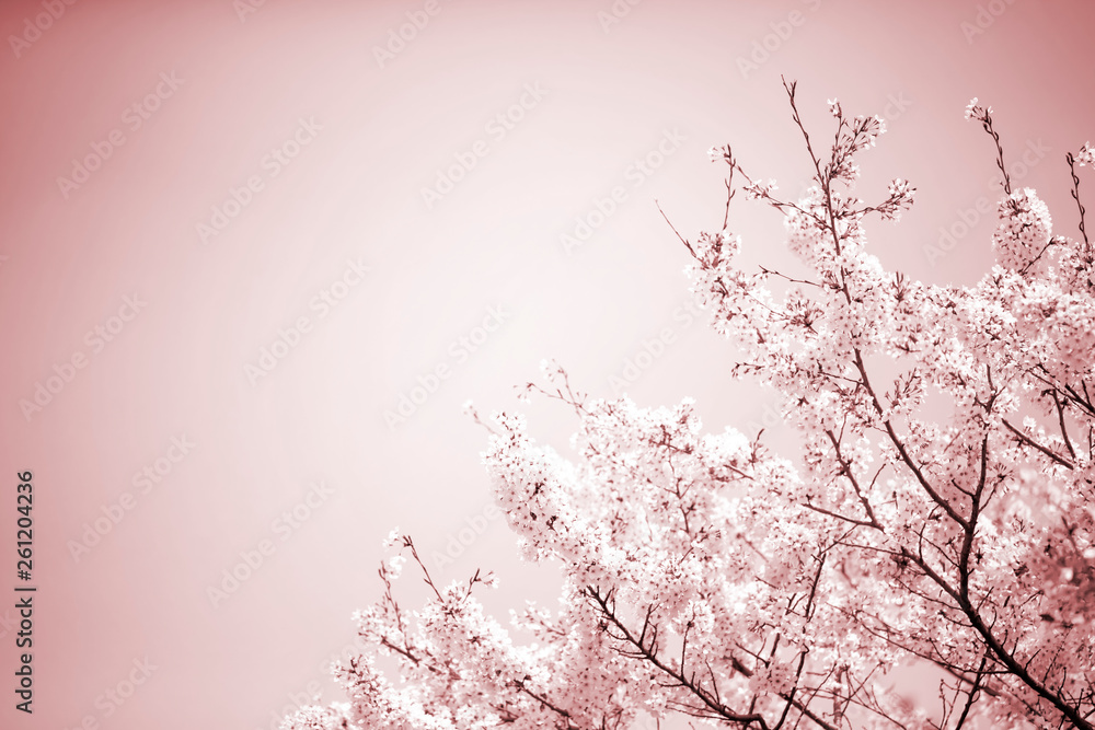 美しく満開に咲き誇る一本の桜とコピースペースの空を白と茶系に表現