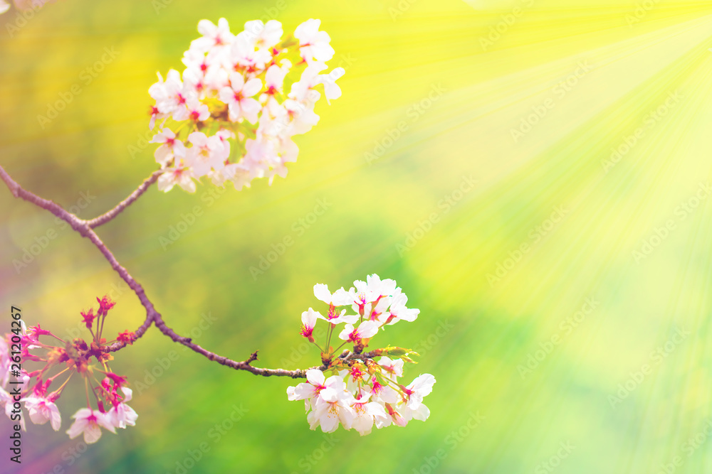 美しく咲き誇る満開のクローズアップの桜をピンク、黄色、赤、オレンジ、紫などカラフルにして緑バック　背景