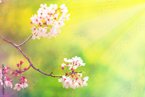 美しく咲き誇る満開のクローズアップの桜をピンク、黄色、赤、オレンジ、紫などカラフルにして緑バック 背景