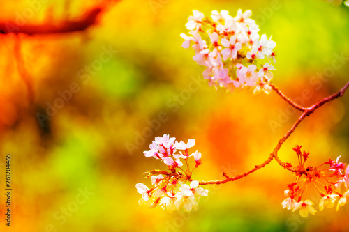 美しく咲き誇る満開のクローズアップの桜をピンク、黄色、赤、オレンジ、紫などカラフルにして緑バック 背景