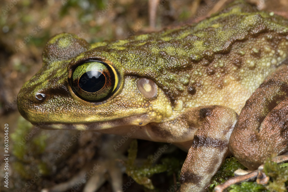 Macro Image of Frog at Borneo Island - Torrent Frog Macro Image of Frog at Borneo Island - Torrent Frog
