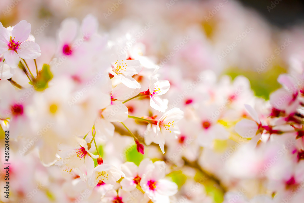 美しく咲き誇る満開の桜の中心をクローズアップ　背景