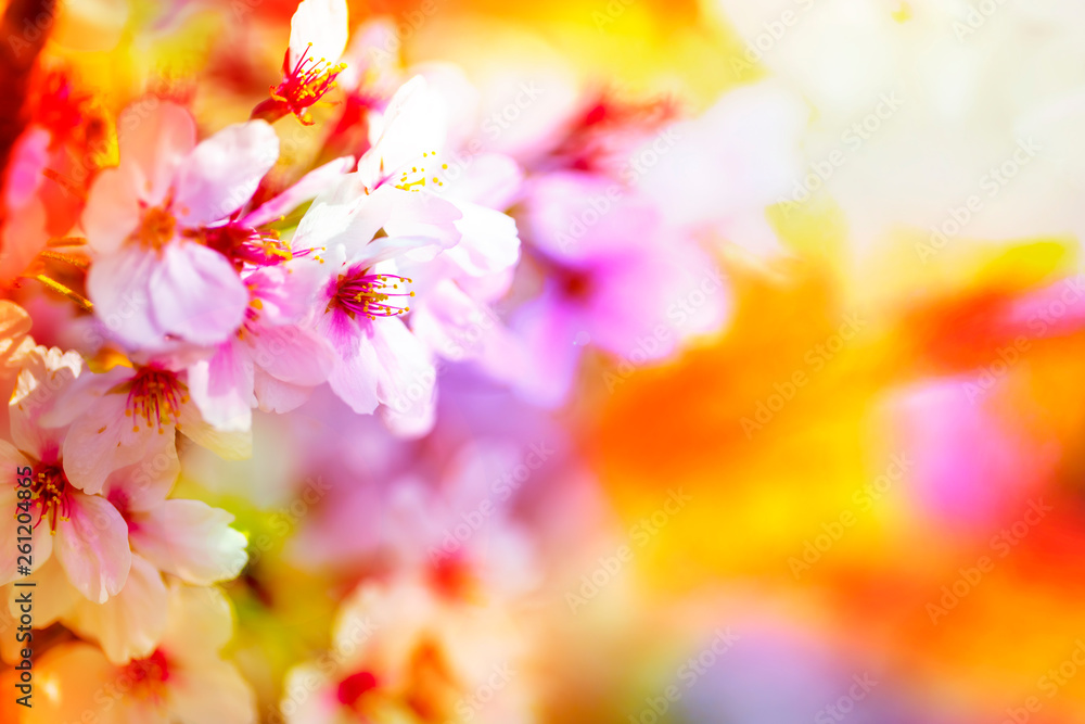 美しく咲き誇る満開のクローズアップの桜をピンク、黄色、赤、オレンジ、紫などカラフルにする